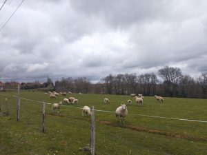 Moutons en train de festoyer