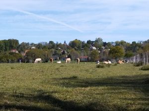 Vaches en Béarn