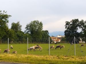 Troupeau de moutons dans Pau