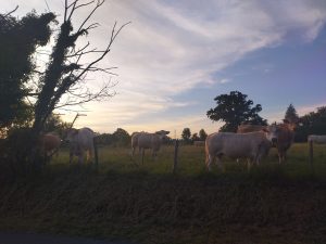 Un troupeau de vaches qui dine