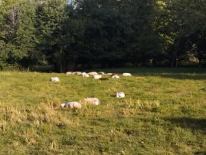 Bonne nuit les moutons