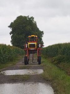 Grosse sauterelle roulante