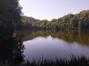 Le lac bordé de forêt