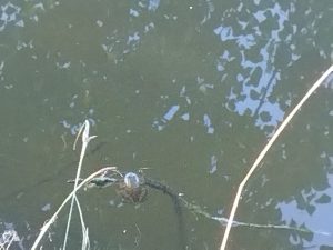 Une habitante des lieux