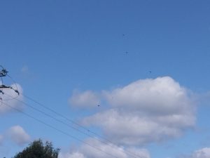 Parachutistes sous voile