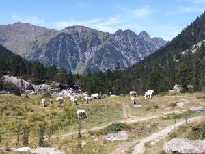 Les vaches en estive