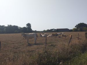 Quelques vaches