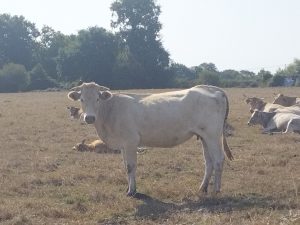 Elle a volontairement posé