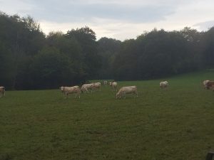 Quelques vaches ruminent entre deux bosses