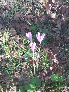 Crocus se prélassant au soleil