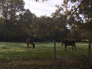 Chevaux profitant des derniers beaux jours