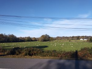 Confettis de moutons