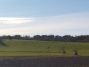 Troupeau en train de se régaler