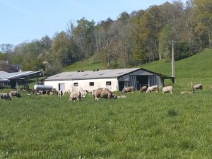 Quelques vaches qui se régalent