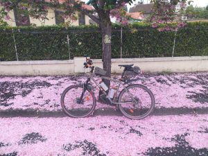 Beau parterre de pétales roses