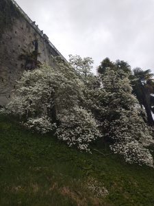 Bel arbre au pied du boulevard des Pyrénées