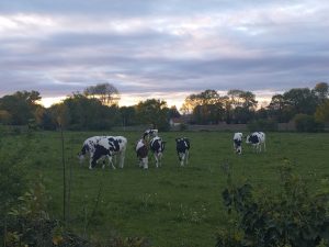 Quelques vaches broutant