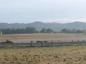 Joli champ violet mais c'est quoi ?