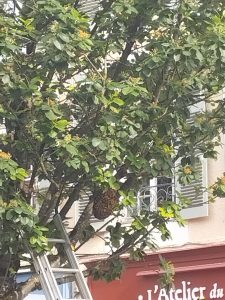 Un essaim d'abeilles sauvages Place Clemenceau à Pau