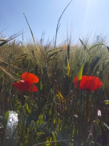 Coquelicots vibes