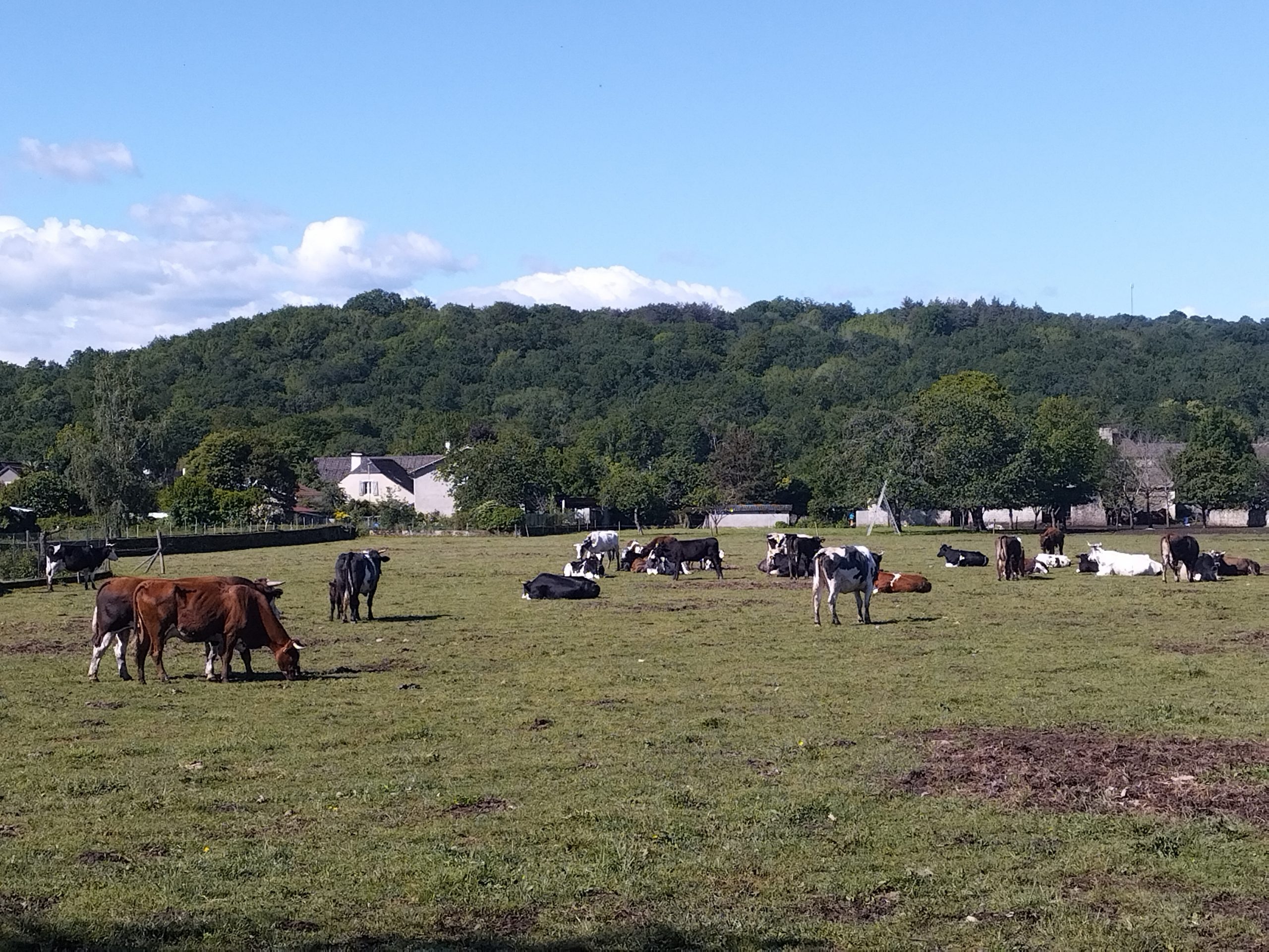 Vaches dans un pré