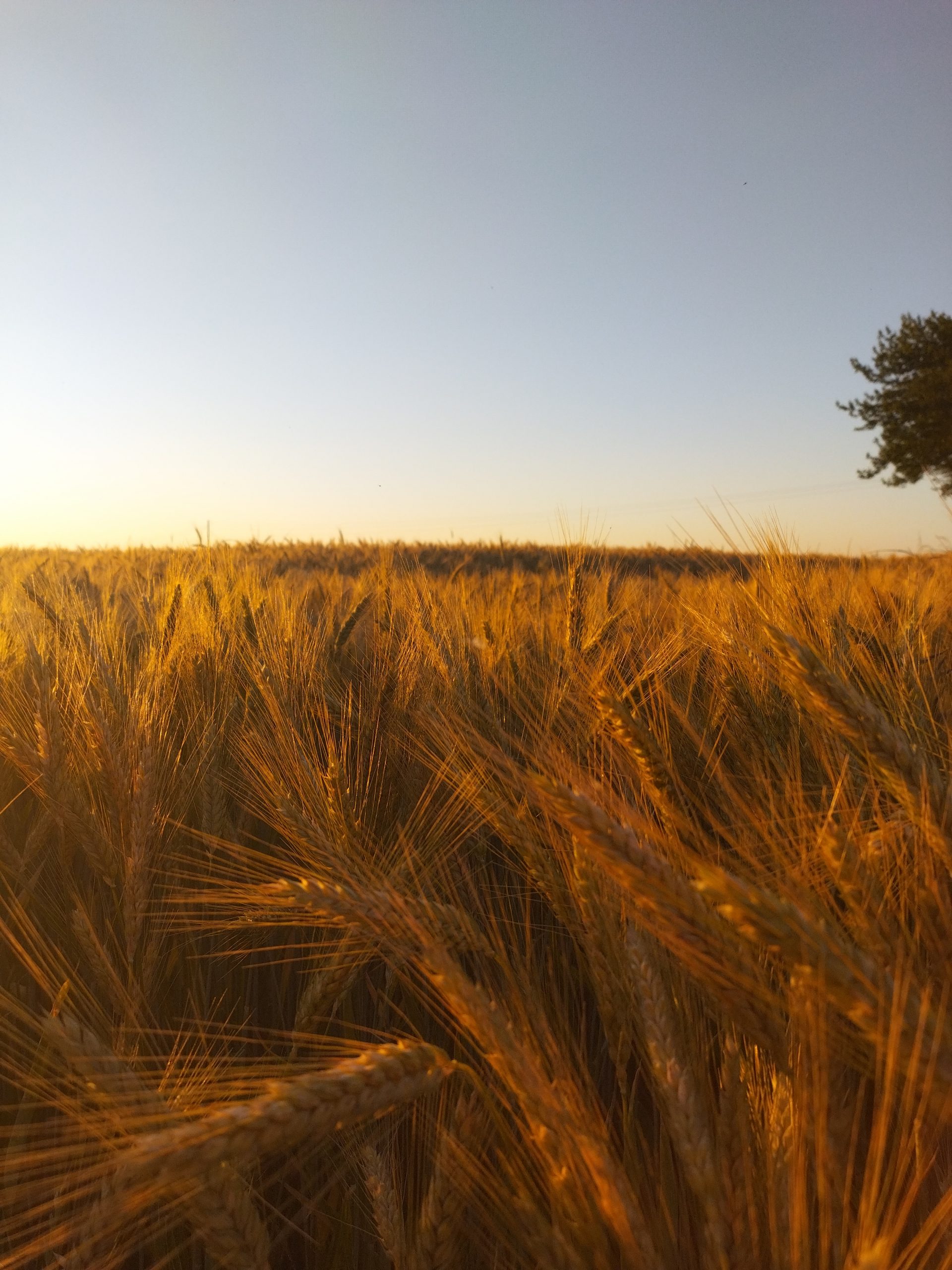 Blés au soleil couchant